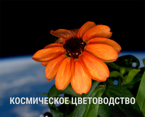 Цветоводство