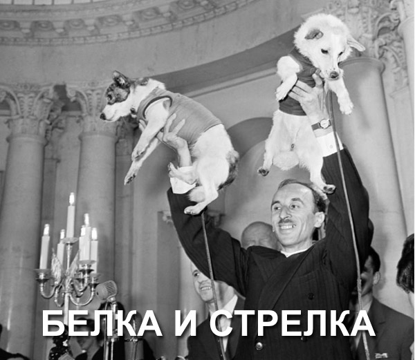 белка_стрелка