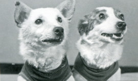 Belka-i-Strelka-posle-kosmicheskogo-poleta-1200×708 Belka-i-Strelka-posle-kosmicheskogo-poleta-1200×708