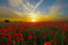 sunset-815270_1280 sunset-815270_1280